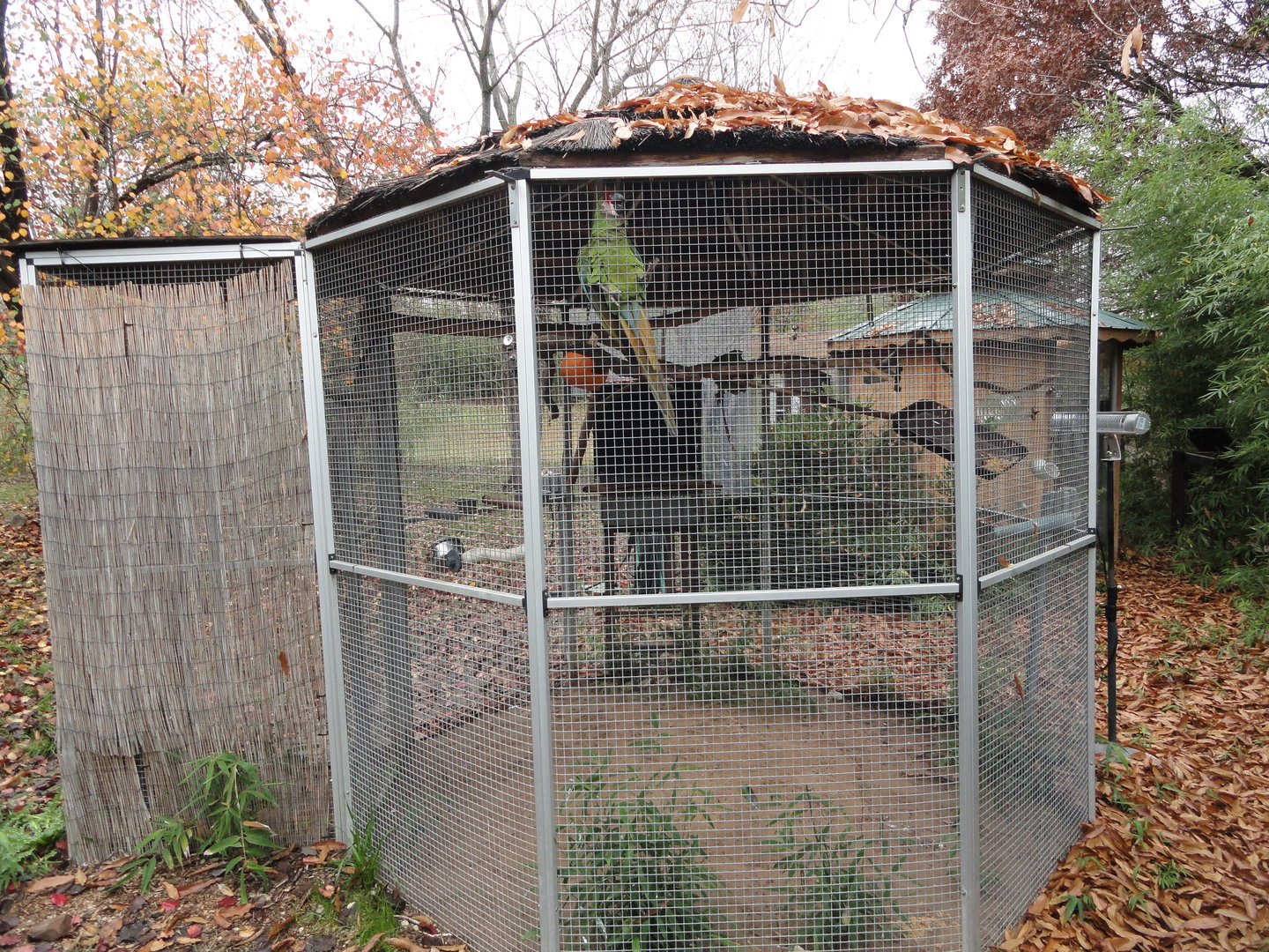 Military Macaw Exhibit