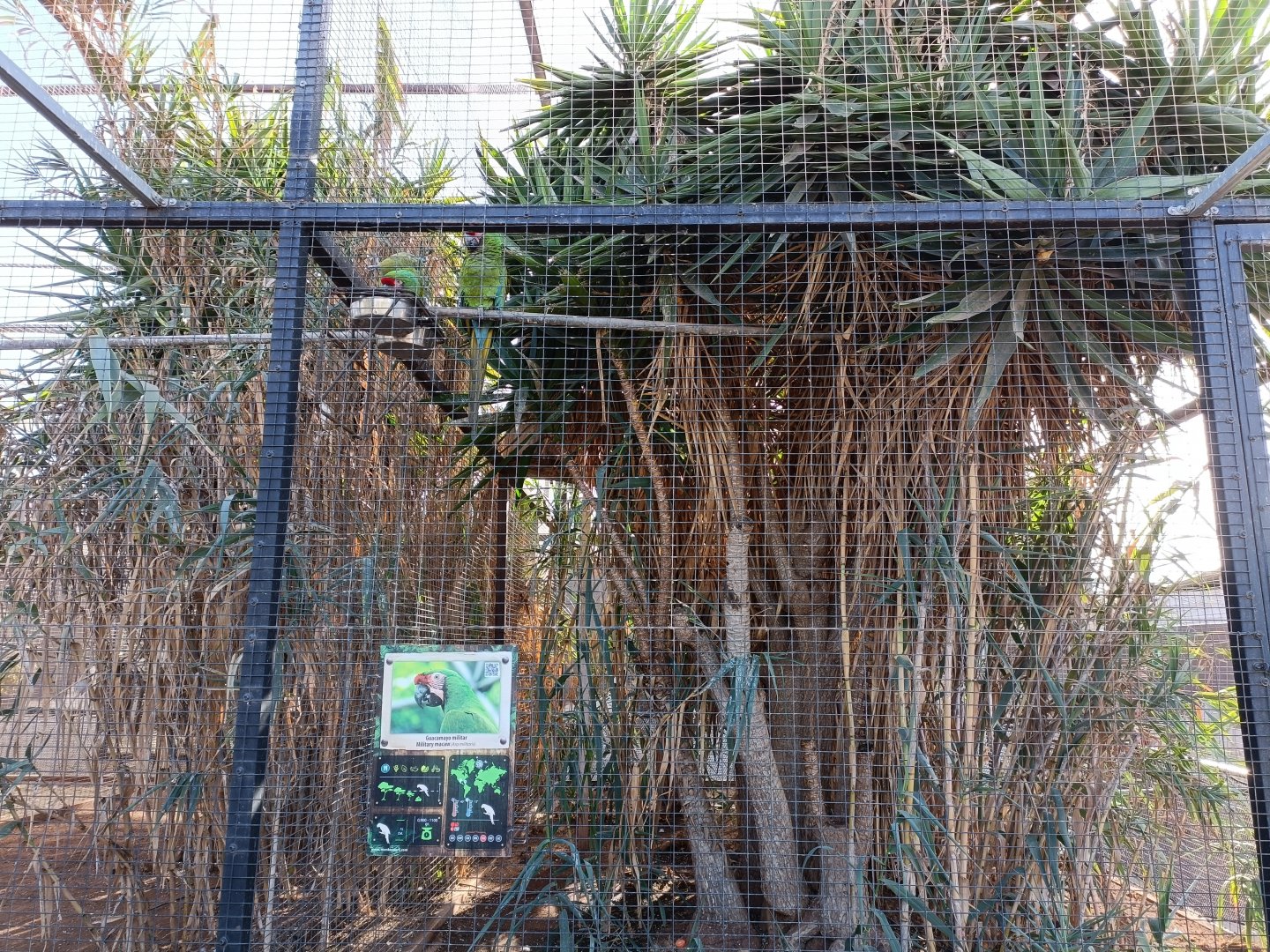 Military macaw exhibit