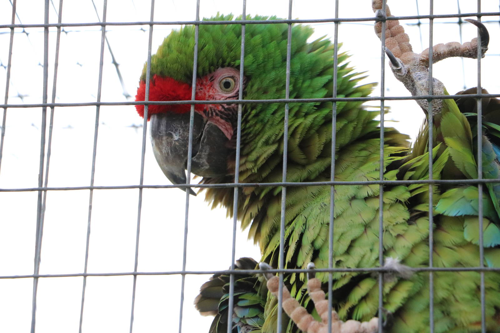 Military macaw, February 2016