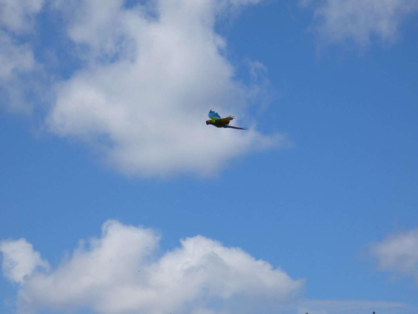 Military Macaw flying