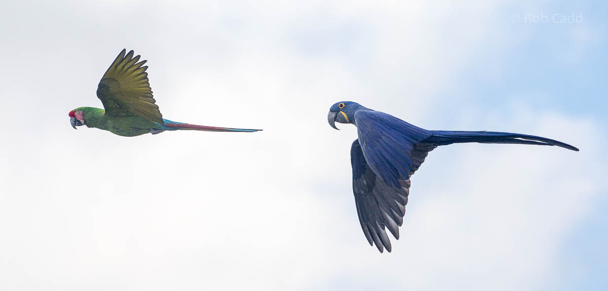 Military macaw; hyacinth macaw : Whipsnade : 27 Sep 2015