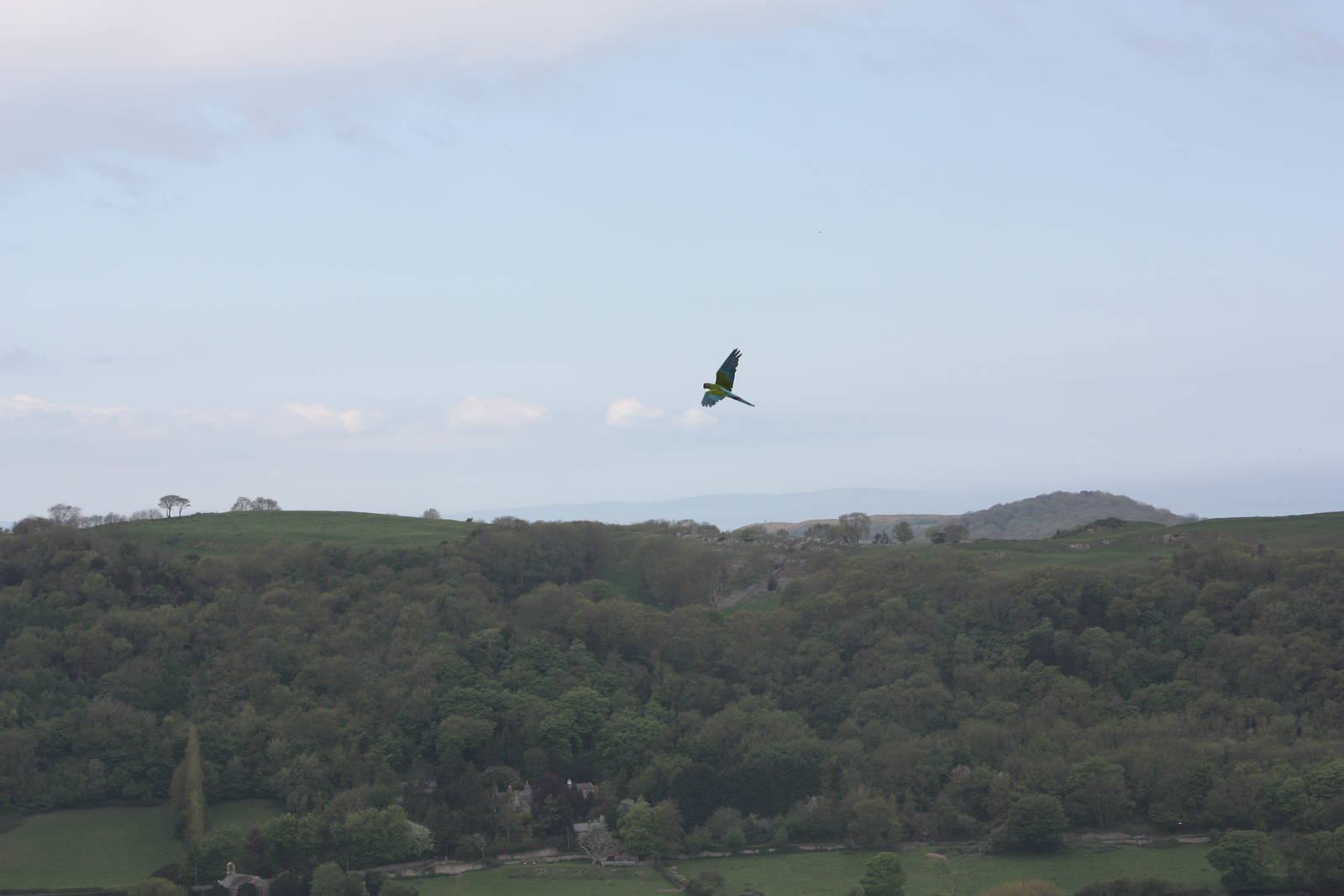 Military Macaw in flying display 19th May 2013