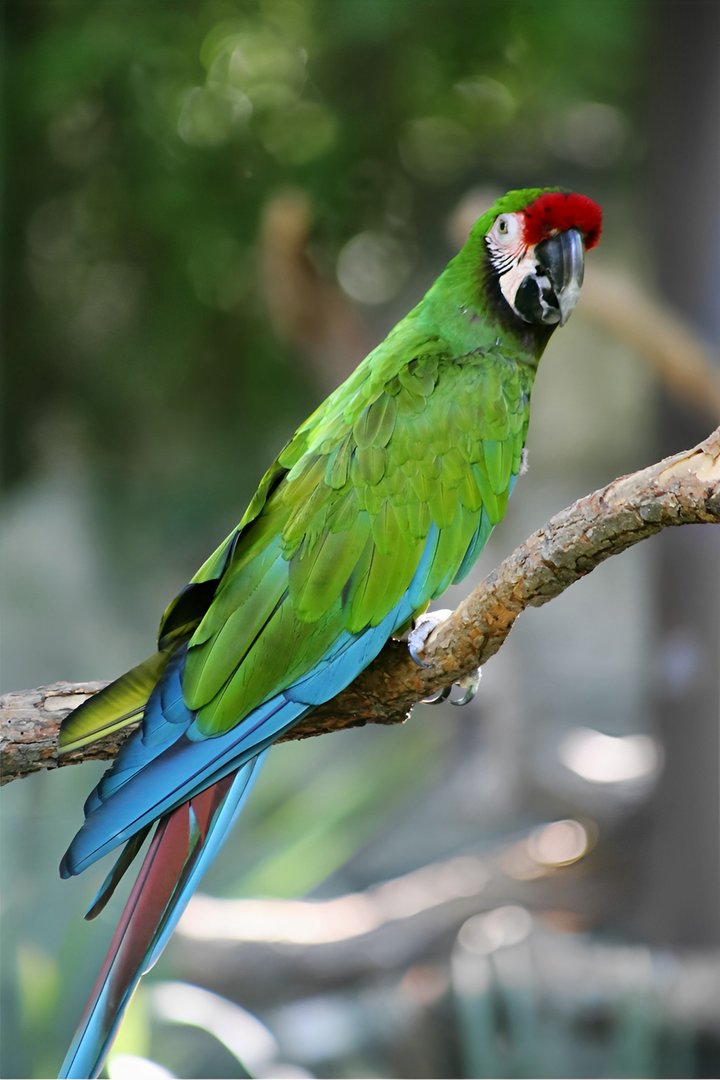 Military Macaw, May 2018