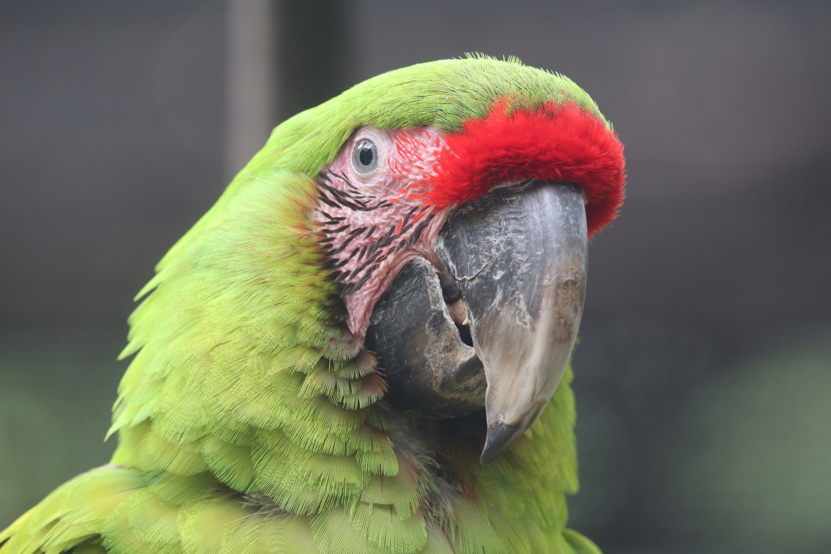 Military Macaw Parrot