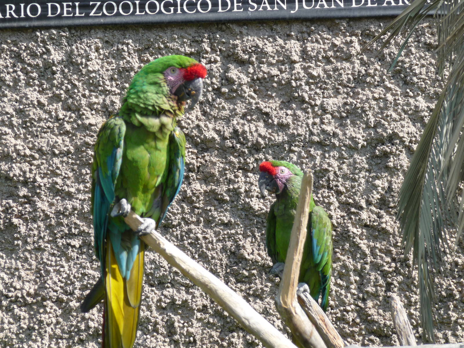 military macaw san juan de aragon zoo