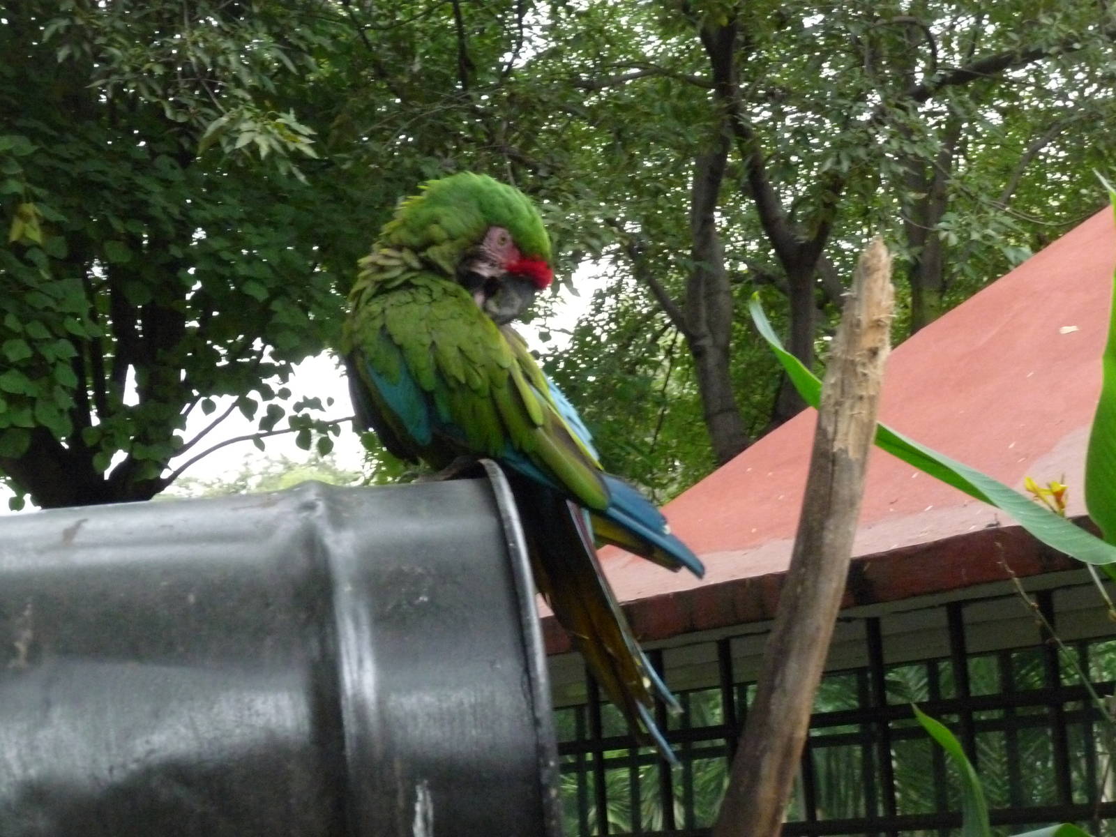 military macaw zoologico los coyotes