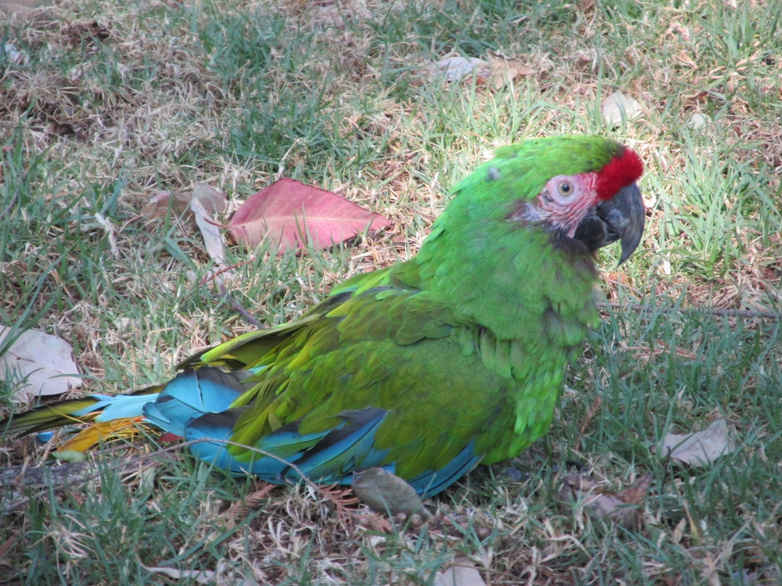 military macaw zoologico los coyotes