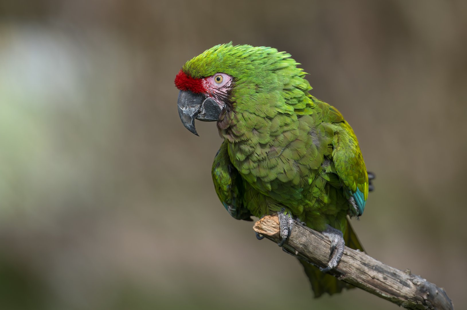 Military Macaw ,ZSL Whipsnade, UK