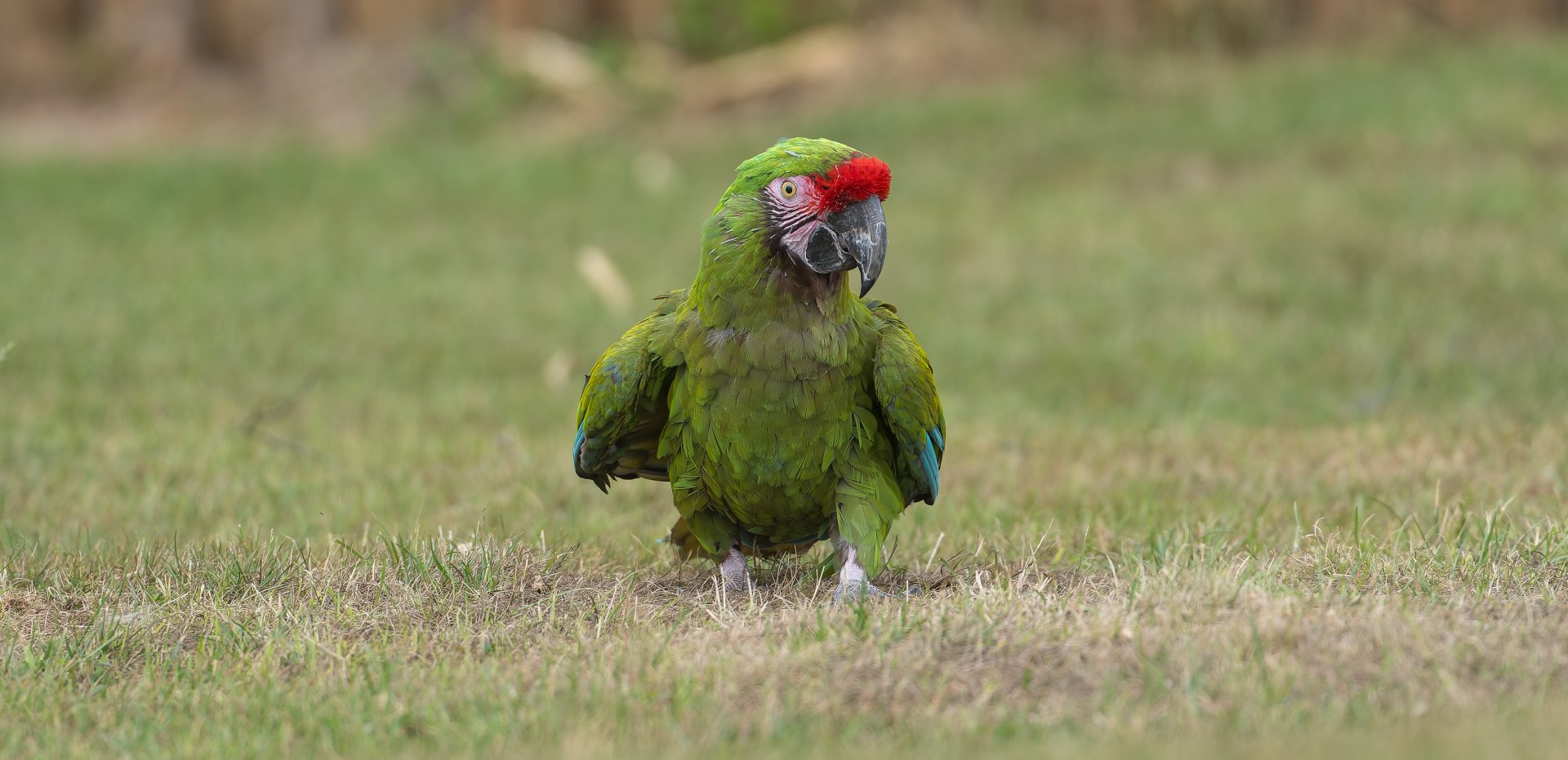 Military Macaw, ZSL Whipsnade, UK
