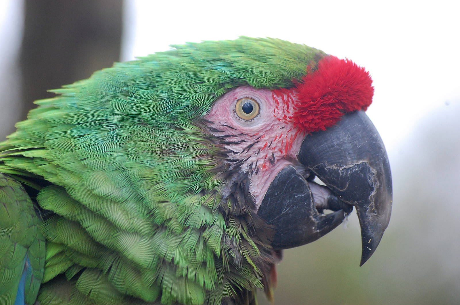 Military Macaw