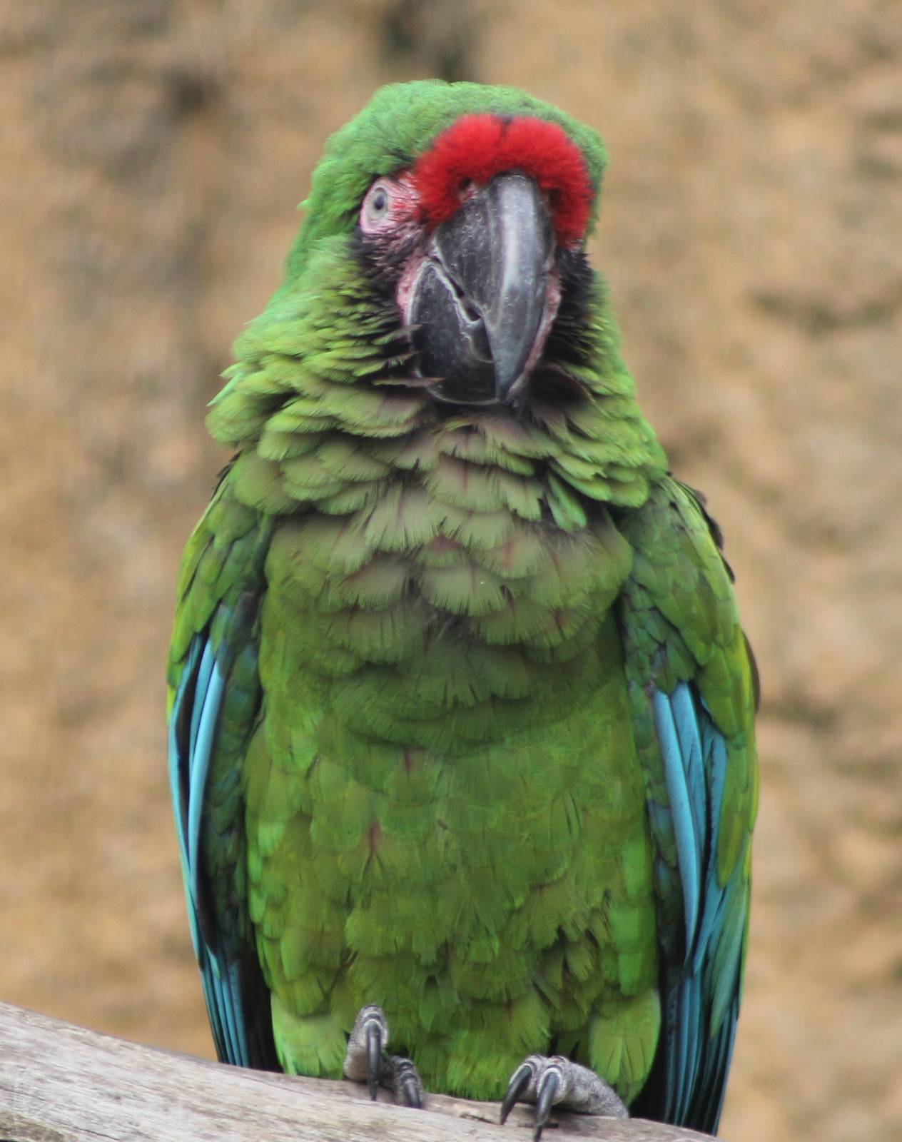 Military macaw
