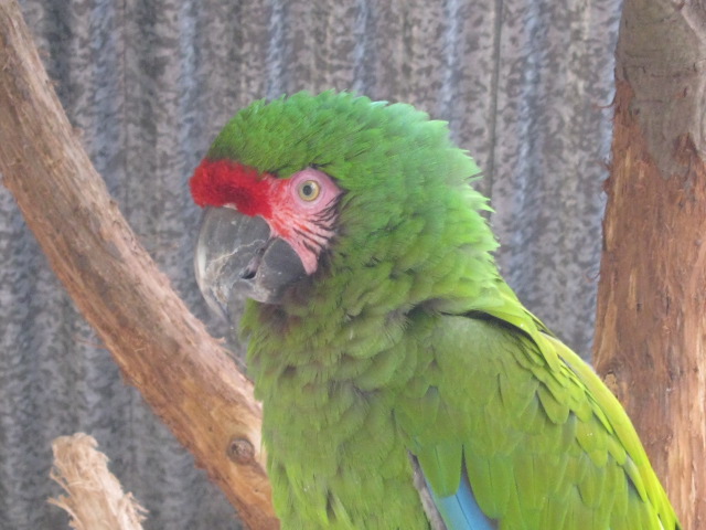 Military Macaw.