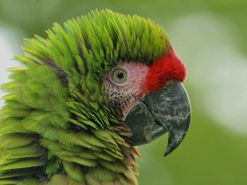 Military Macaw