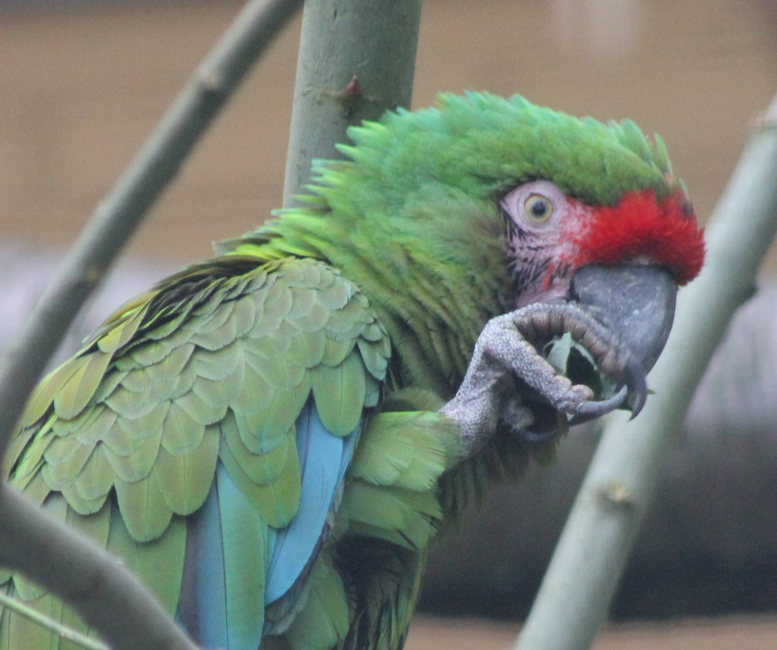 Military macaw