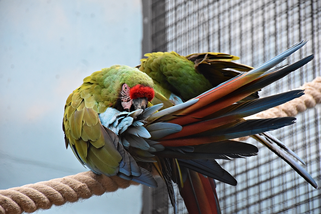 Military macaw