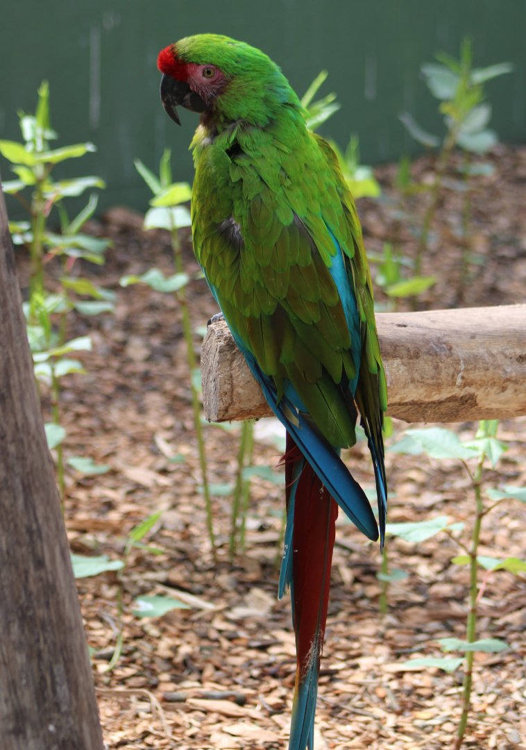 Military macaw