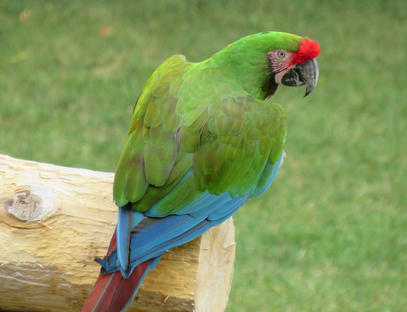 Military macaw