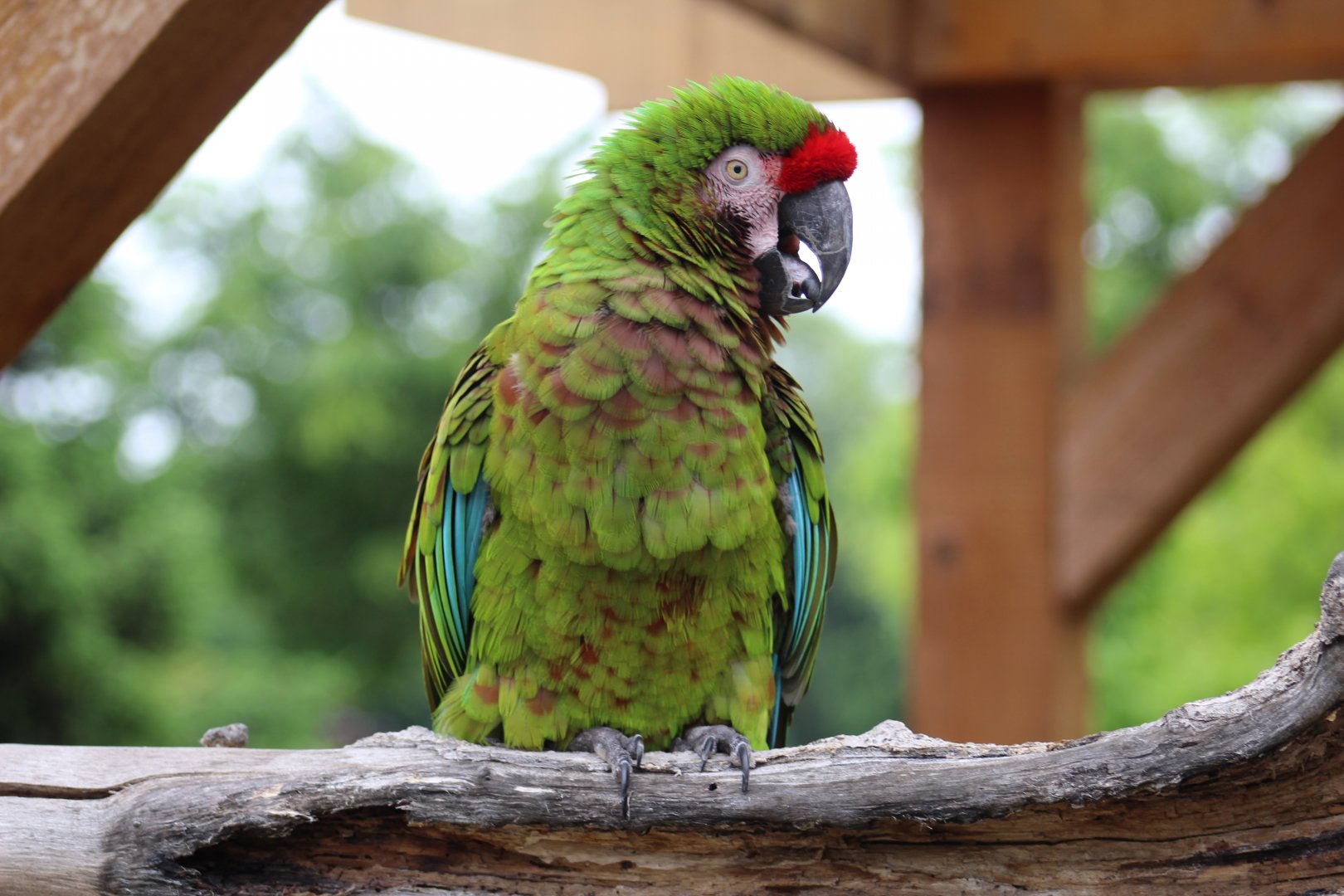 Military Macaw