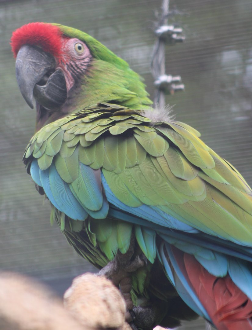 Military macaw