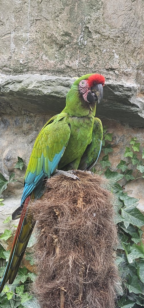 Military macaw