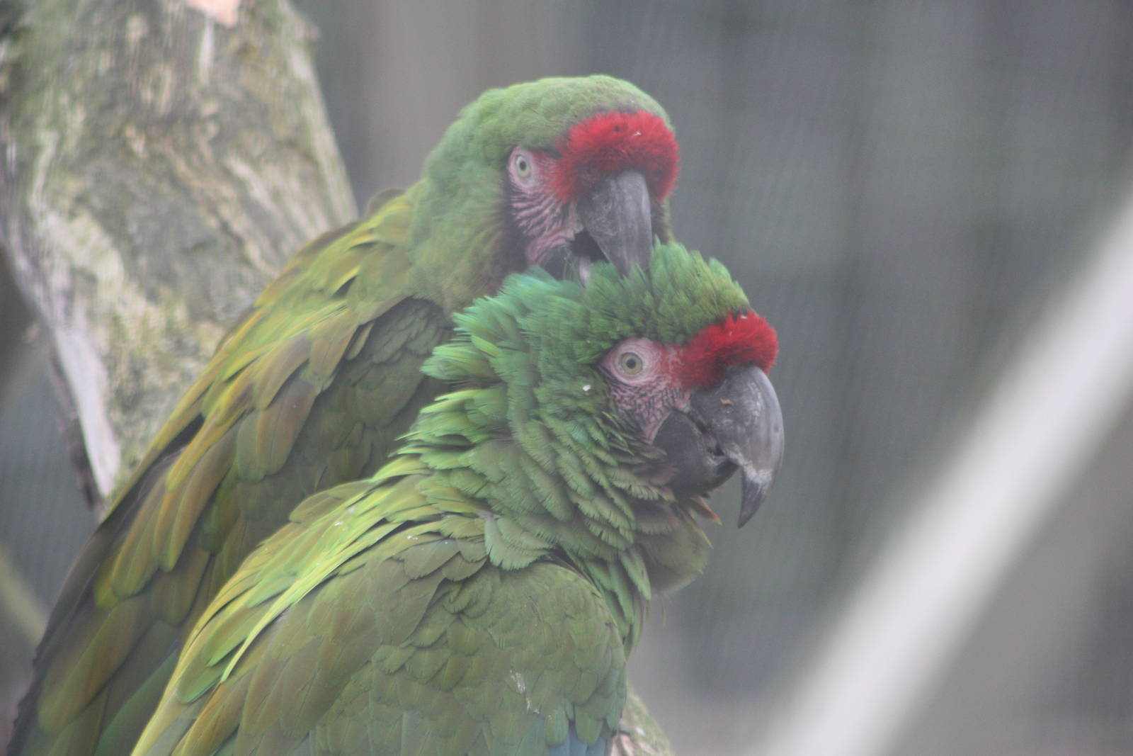 Military Macaws, 1st September 2014