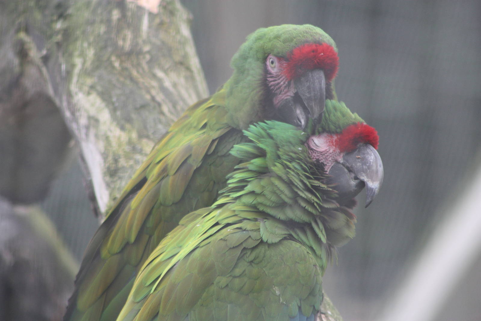 Military Macaws, 1st September 2014