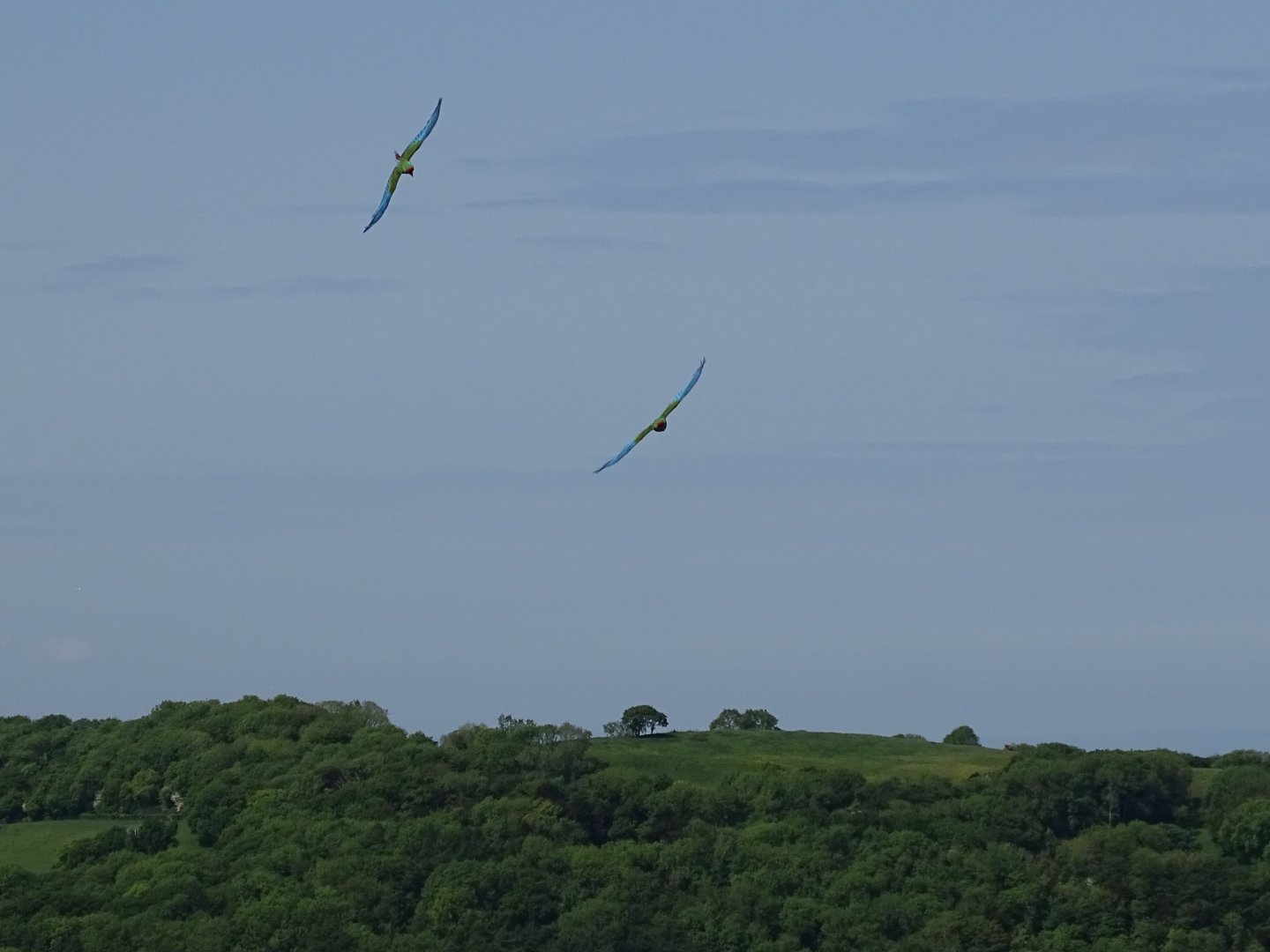 Military Macaws, 21st May 2023