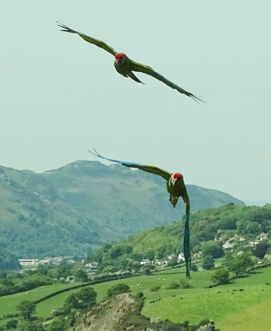 Military Macaws, 21st May 2023