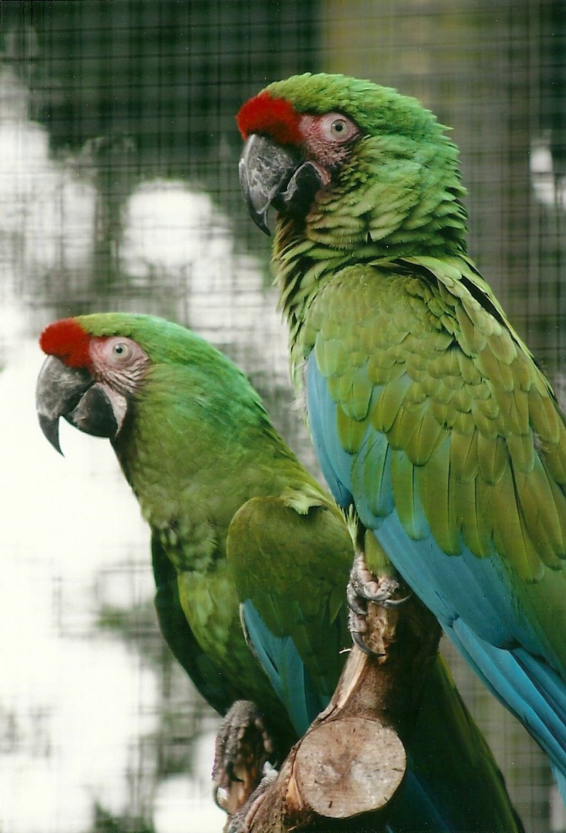 Military Macaws, 26th September 2013