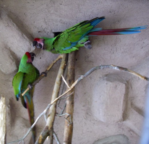Military Macaws (Ara militaris)