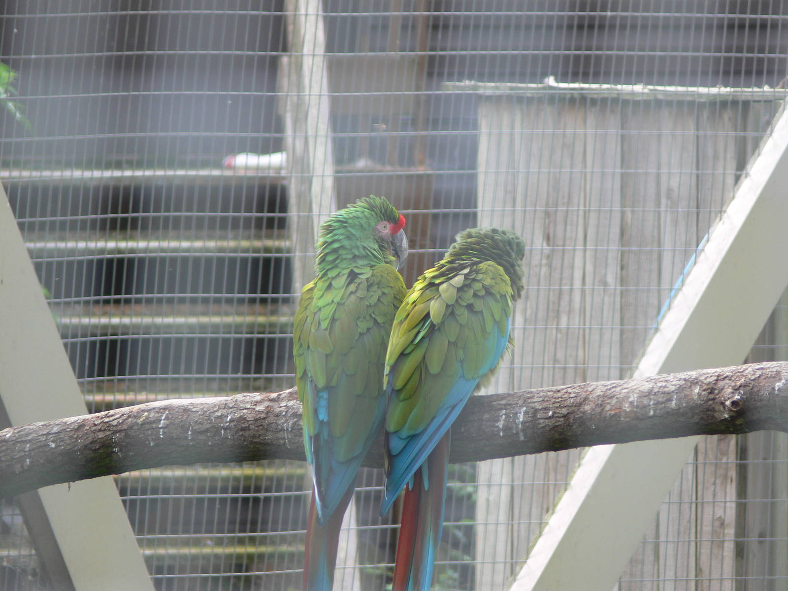 Military Macaws at Flamingo Land, 21/09/13