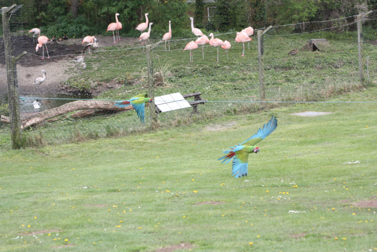 Military Macaws in flying display 19th May 2013