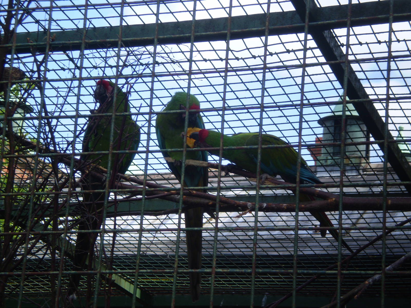 Military Macaws Sharing Fruit