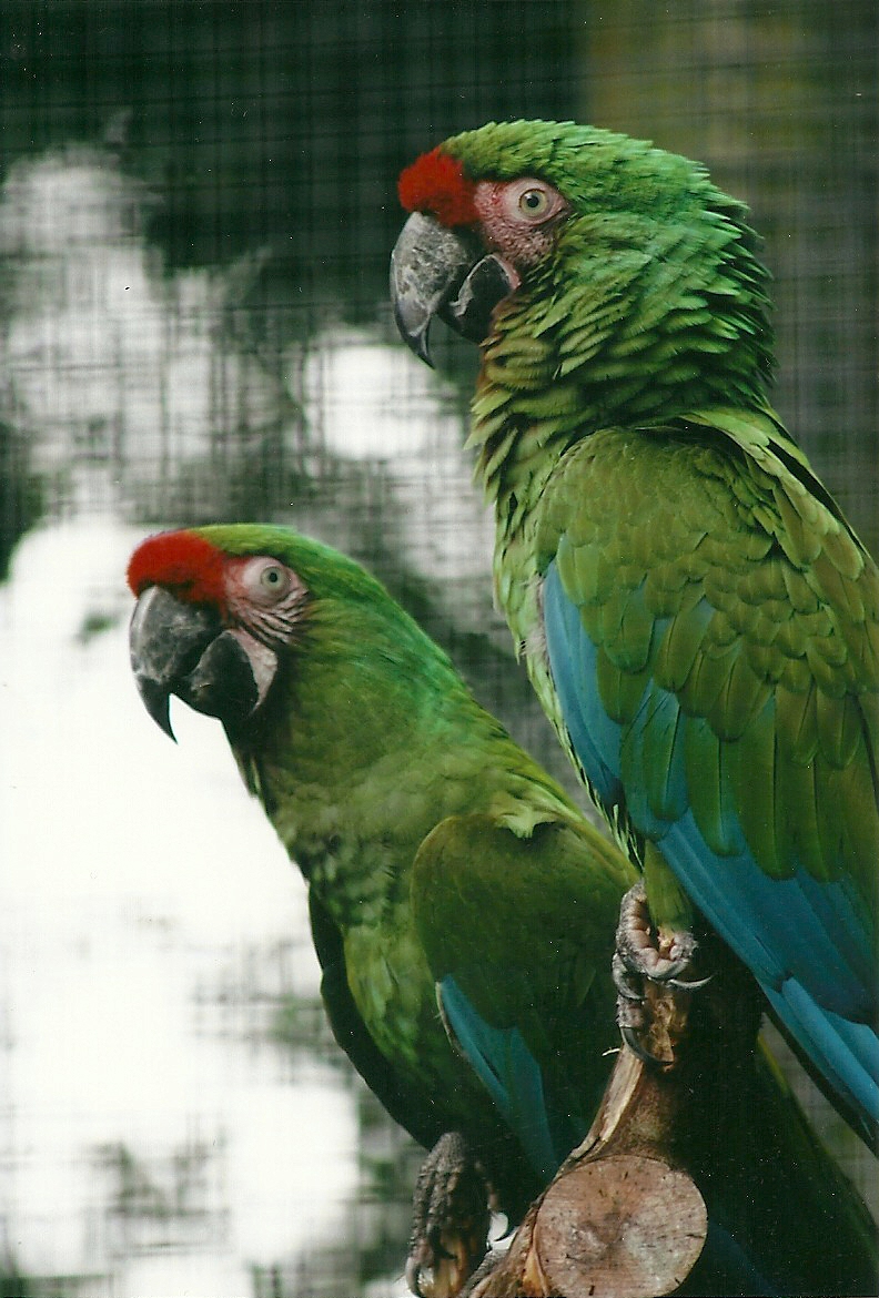 Military Macaws - spot the difference, 26th September 2013
