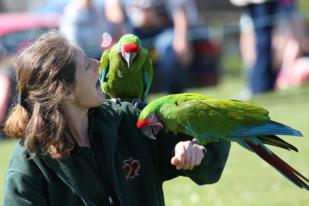Military Macaws with presenter at Welsh Mountain Zoo