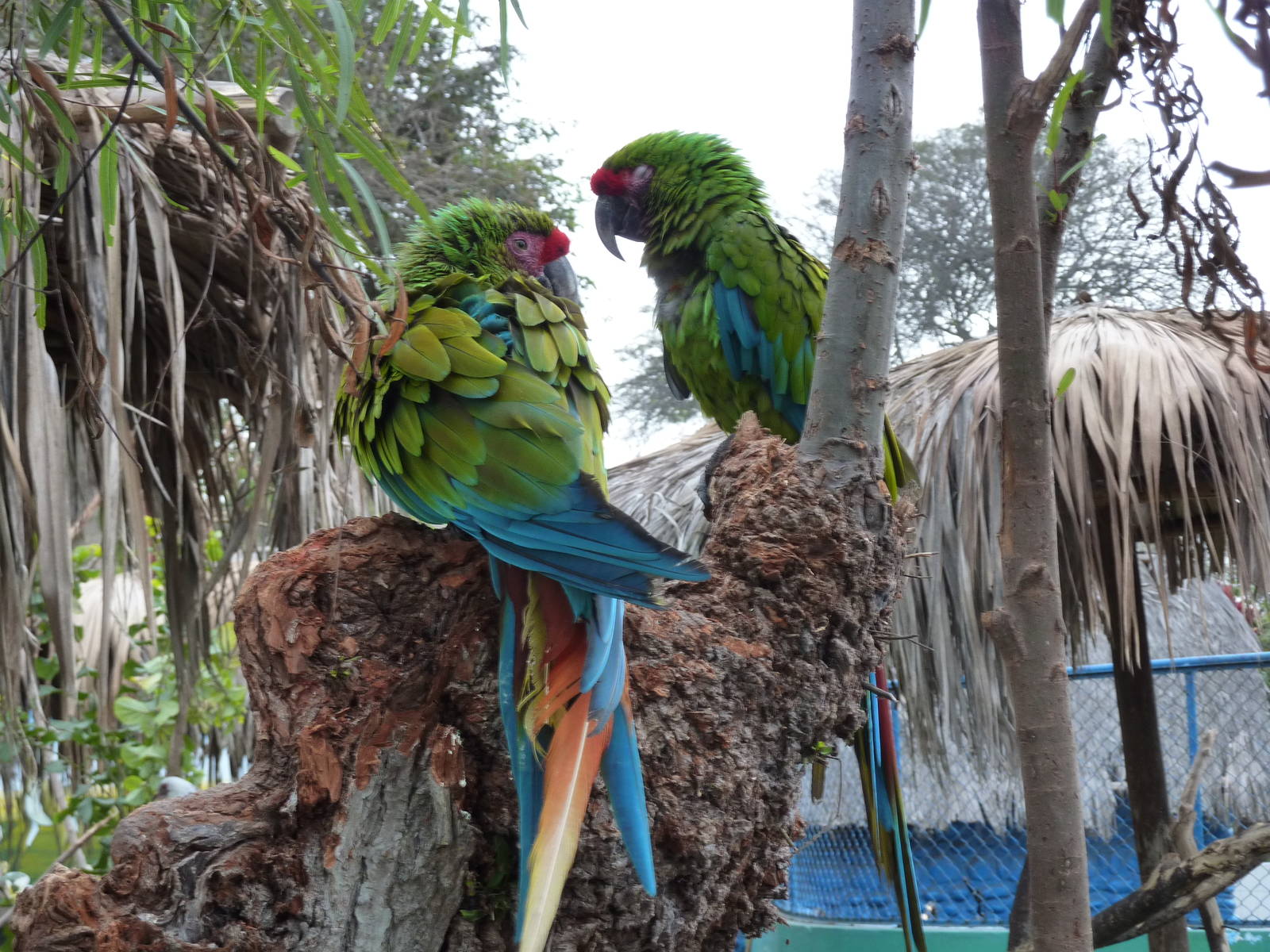 Military Macaws