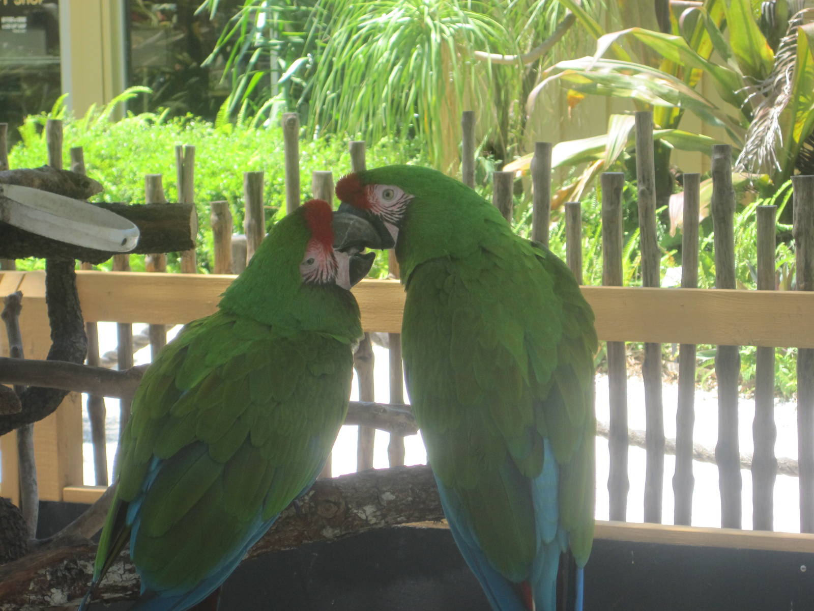 Military Macaws
