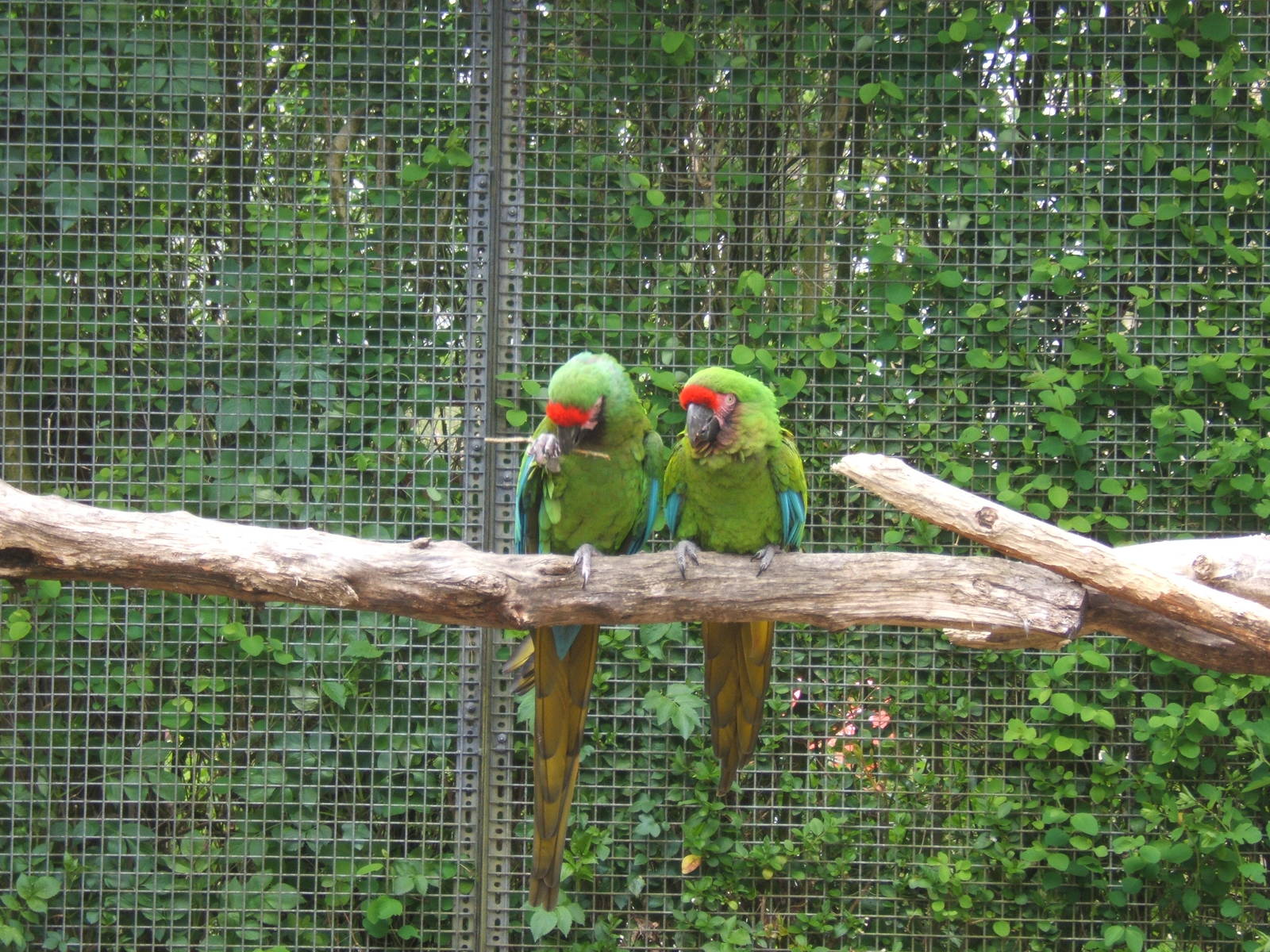 Military Macaws