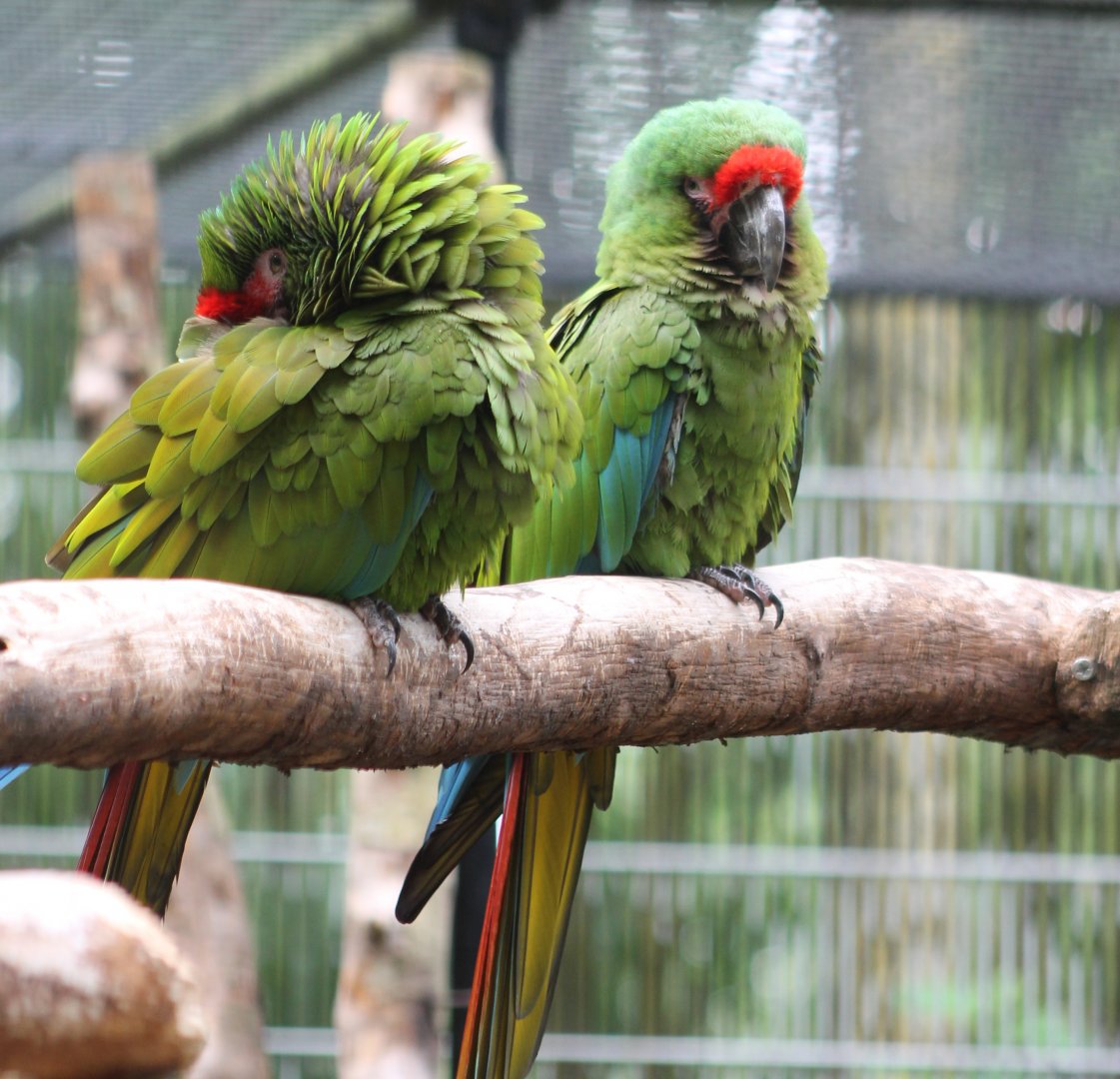 Military macaws