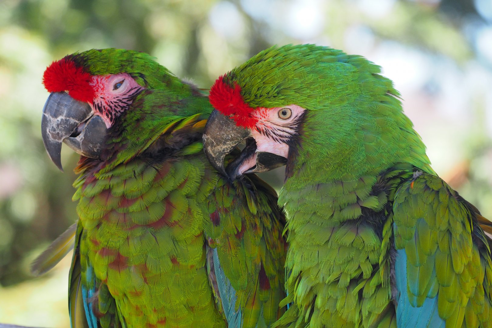 Military macaws