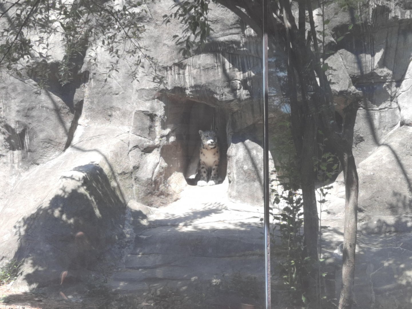 Milja the Snow Leopard