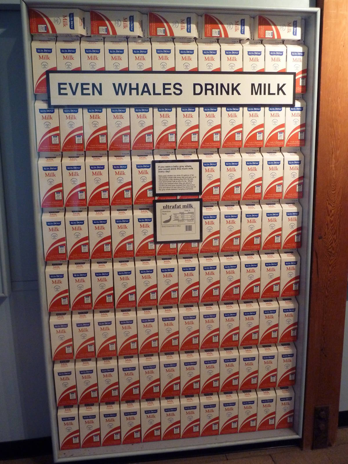 Milk-Drinking Baby Gray Whale Display