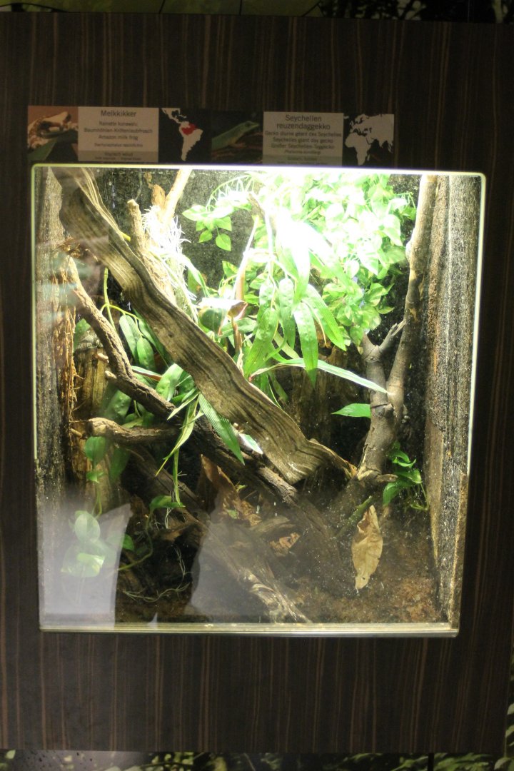 Milk frog - Day gecko enclosure
