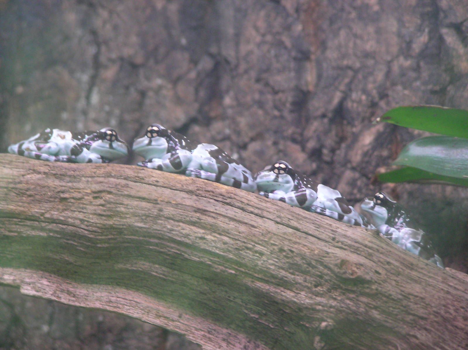 Milk Frog Line-Up