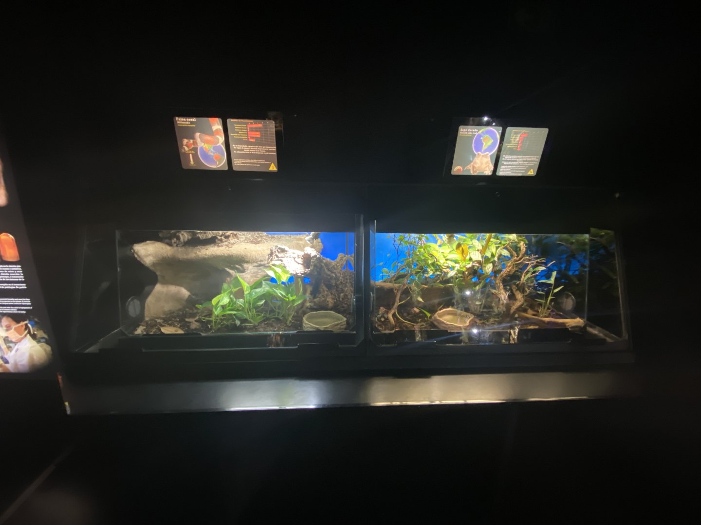 Milk snake and smooth side toad exhibits