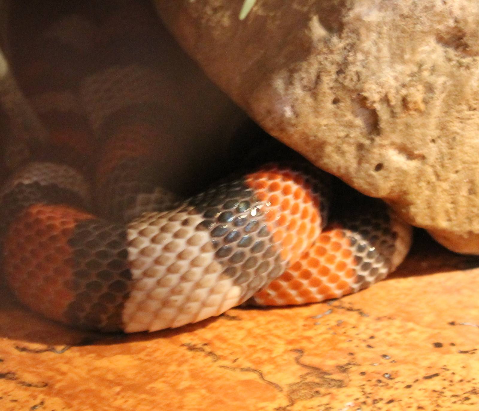 Milk snake - at least part of it...