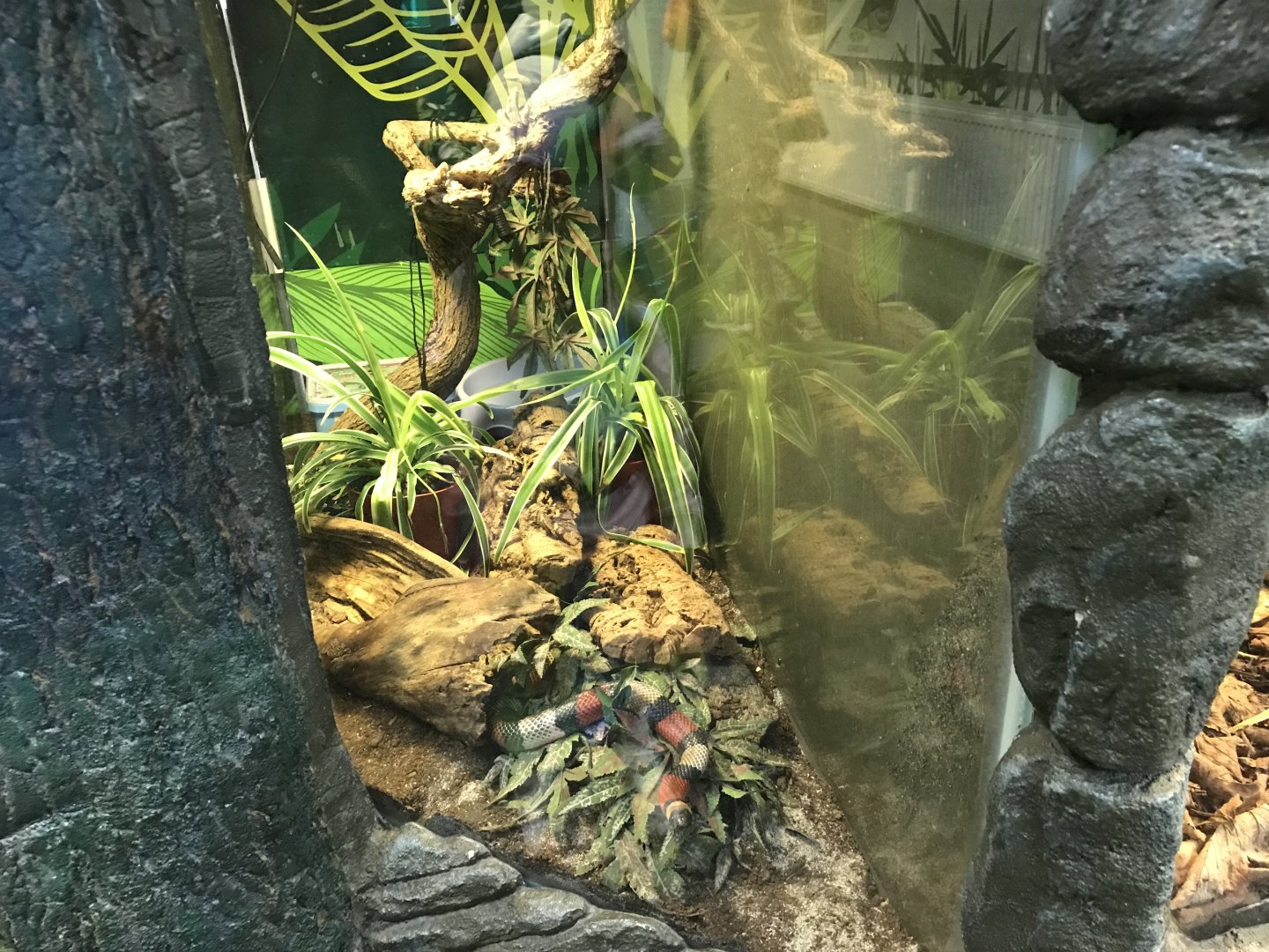 Milk snake enclosure