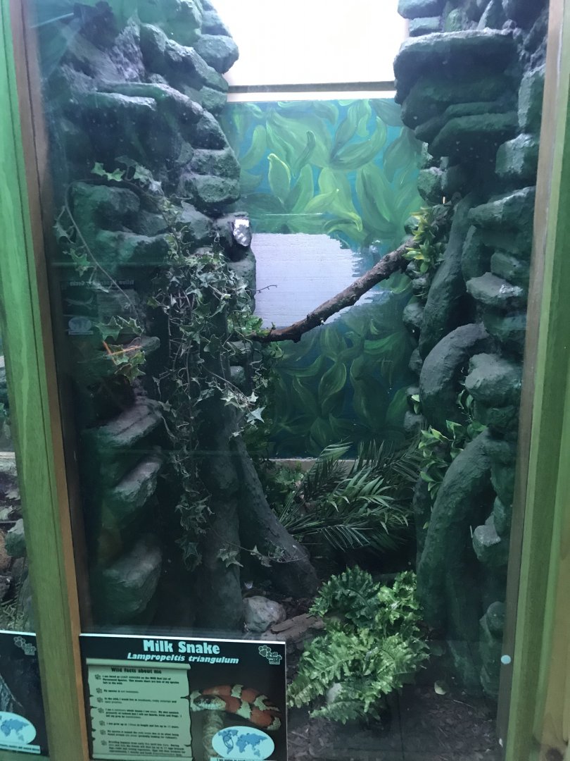 Milk snake exhibit 241118