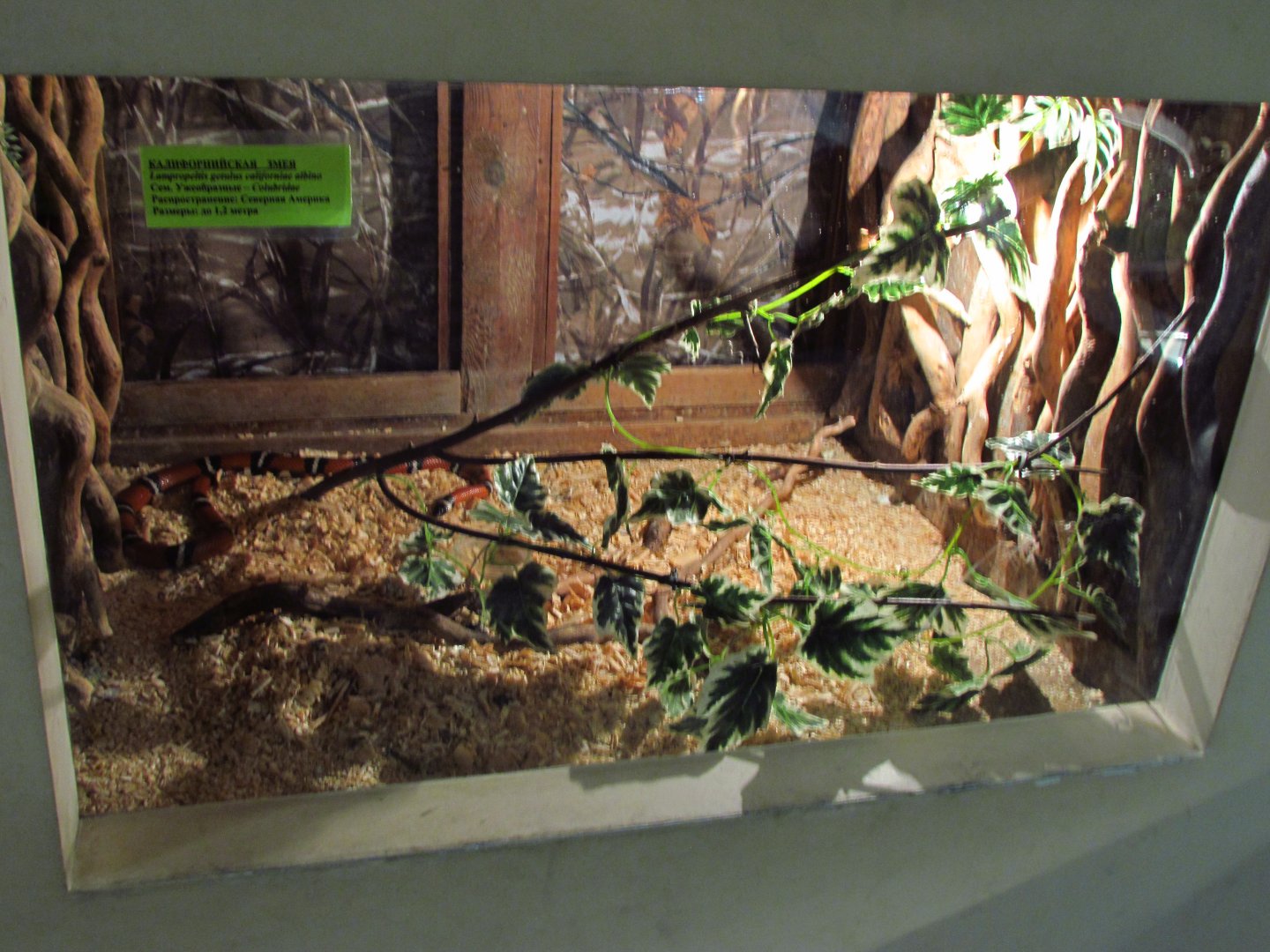 Milk snake exhibit. Incorrectly labelled as California kingsnake