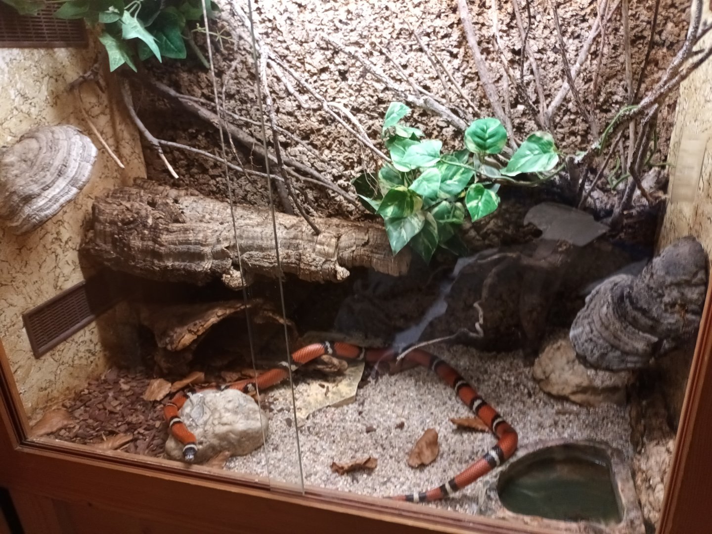 Milk Snake Habitat